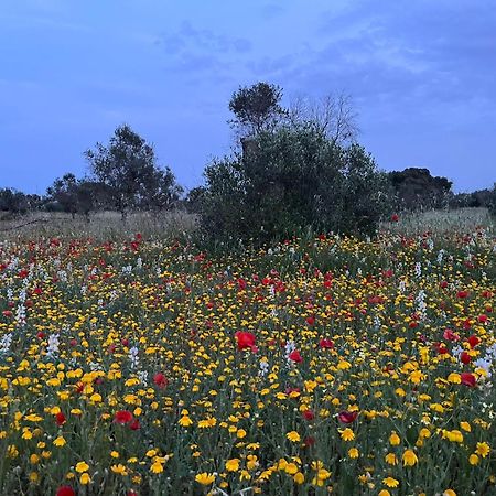 Agriturismo Villa Coluccia マルターノ エクステリア 写真
