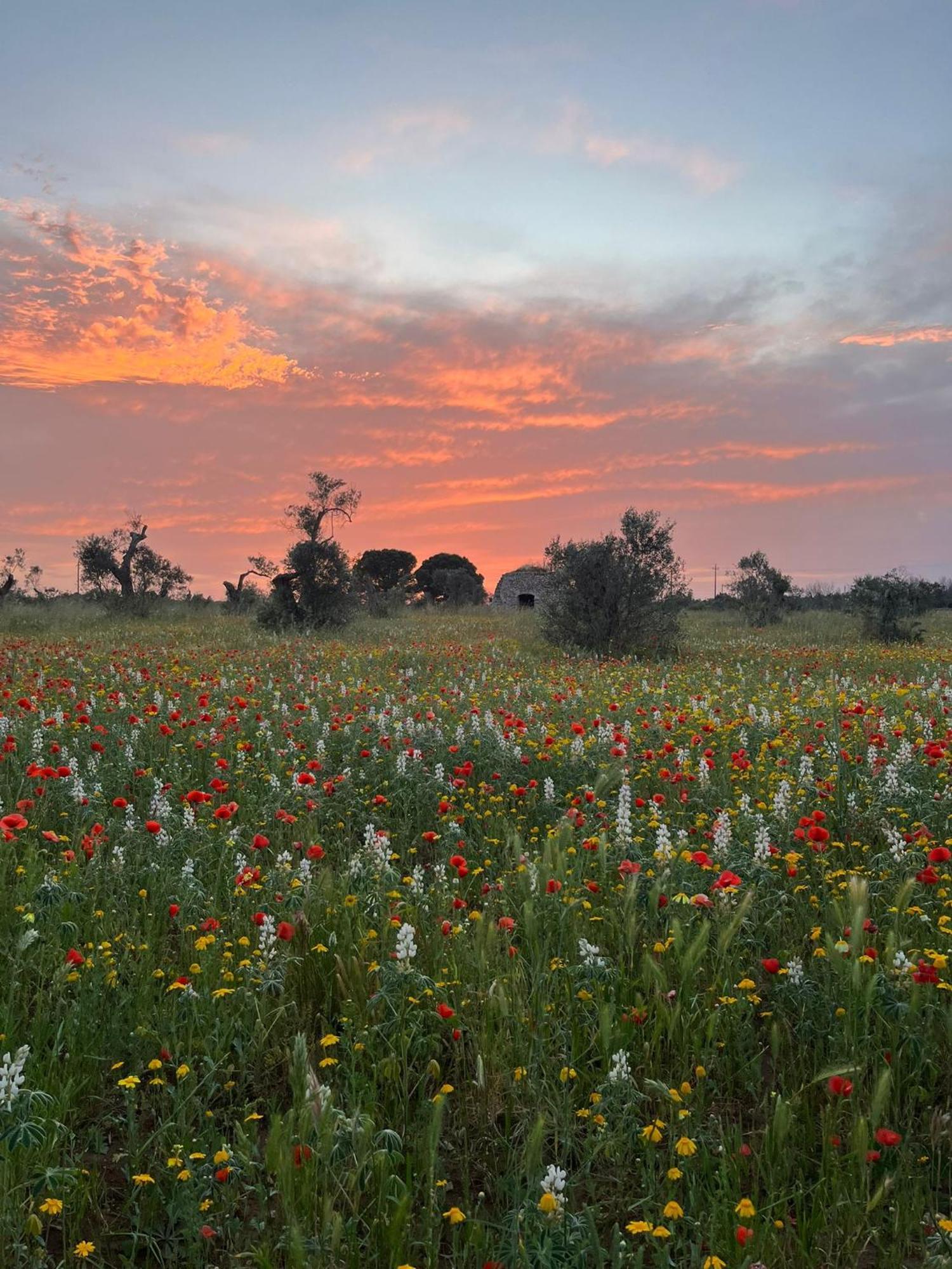Agriturismo Villa Coluccia マルターノ エクステリア 写真