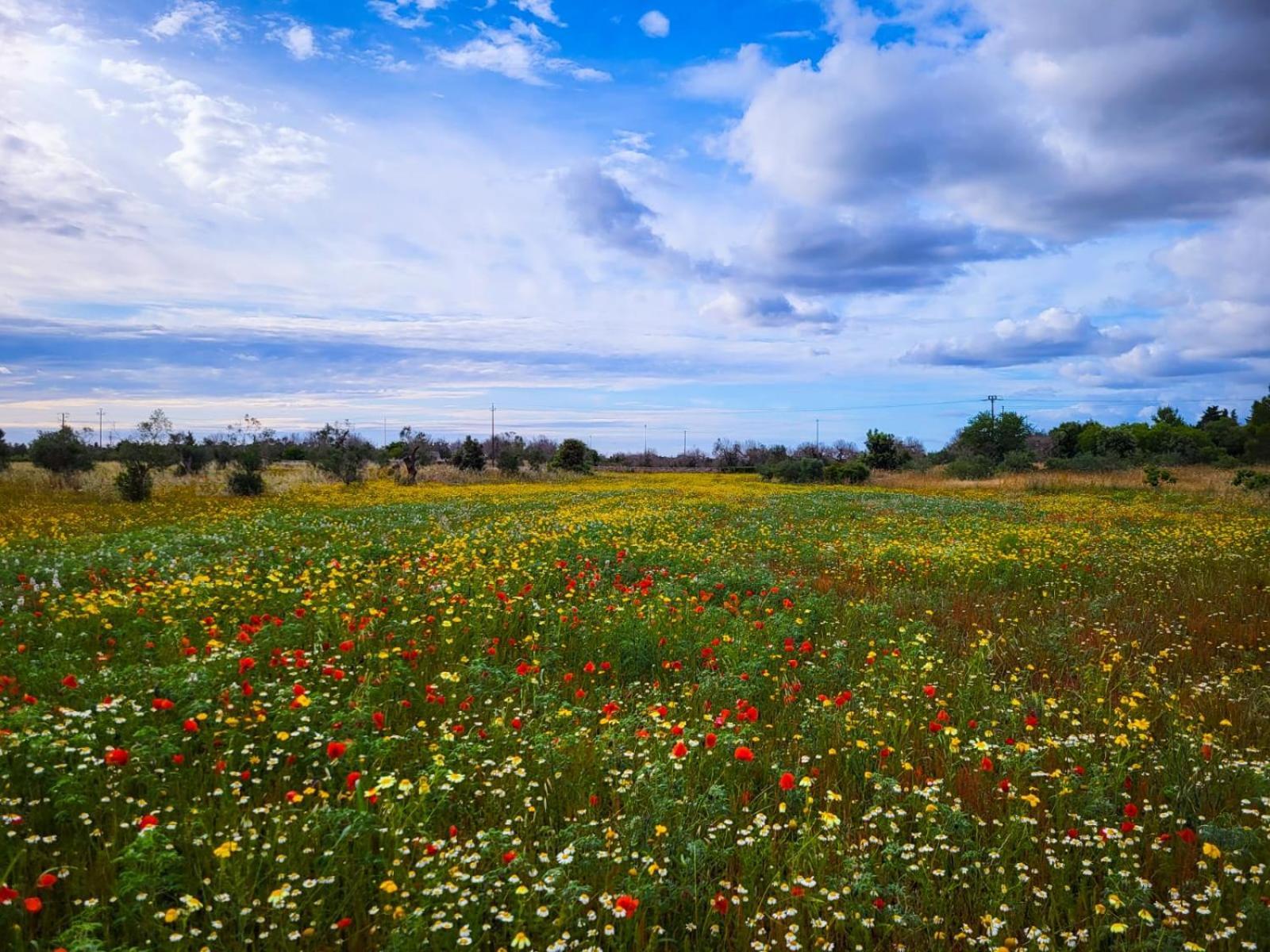 Agriturismo Villa Coluccia マルターノ エクステリア 写真